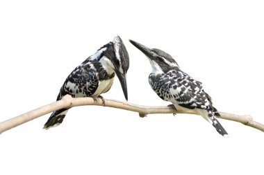 Pied kingfisher