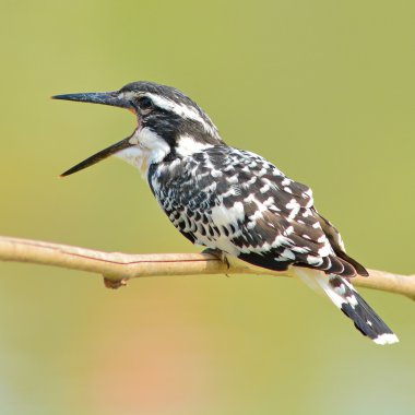 Pied kingfisher clipart