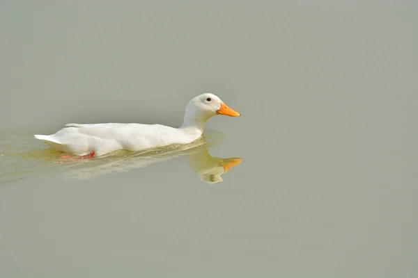 Bebek Putih — Stok Foto