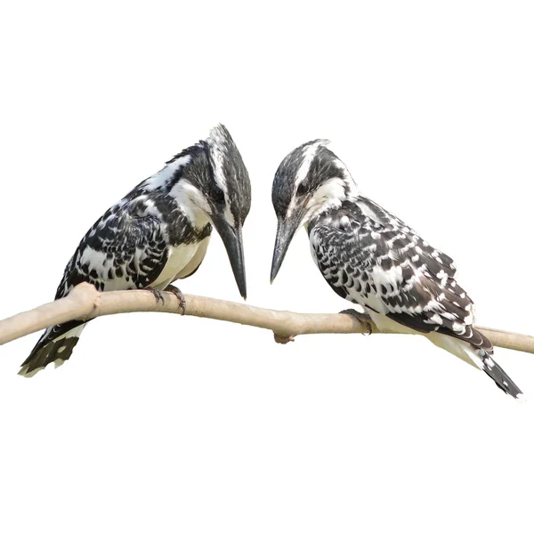 Kingfisher Bird — Stock Photo, Image
