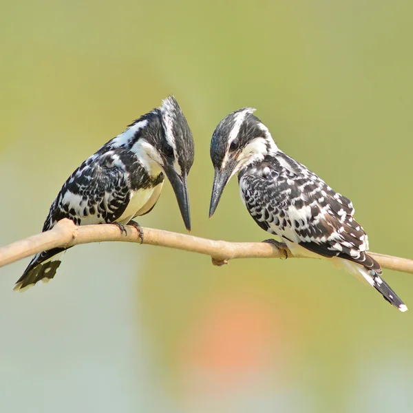 Kingfisher Bird — Stock Photo, Image