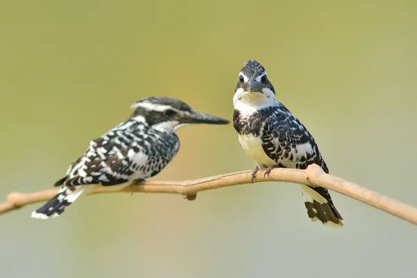 Pied kingfisher — Stock Photo, Image