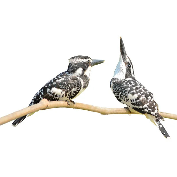 Pied kingfisher — Stock Photo, Image