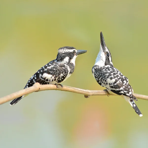 Ratteneisvogel — Stockfoto