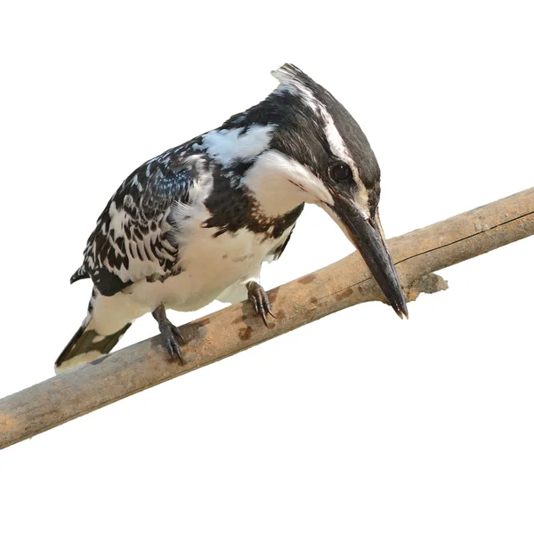 Pied martín pescador — Foto de Stock