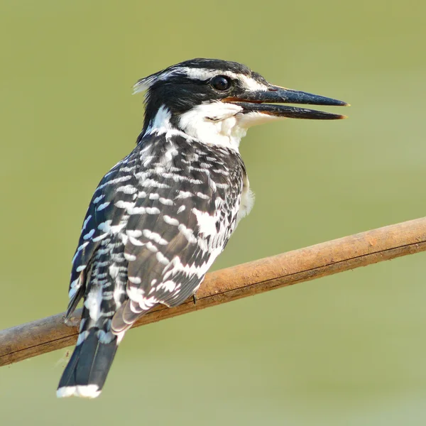 Pied kingfisher — Stok fotoğraf