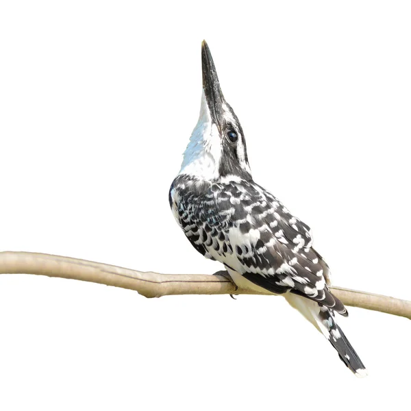 Pied kingfisher — Stok fotoğraf