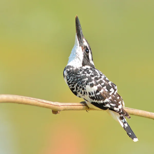 Pied kingfisher — Stock Photo, Image