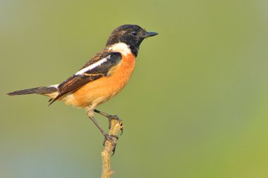 stonechat kuş