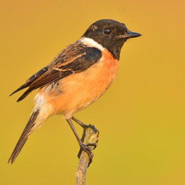 stonechat kuş