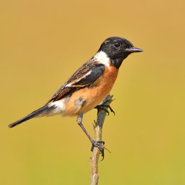 stonechat kuş