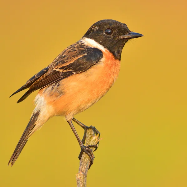 Roodborsttapuit vogel — Stockfoto