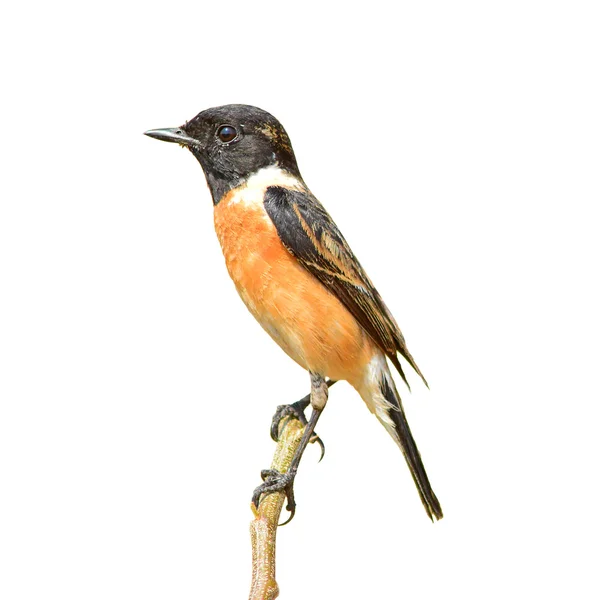 Stonechat bird — Stock Photo, Image