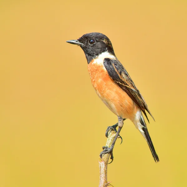 Pájaro stonechat — Foto de Stock