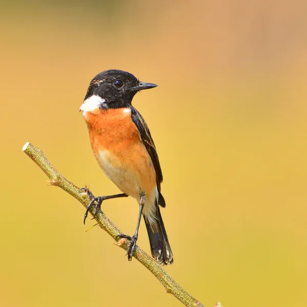 Buskskvätta fågel — Stockfoto