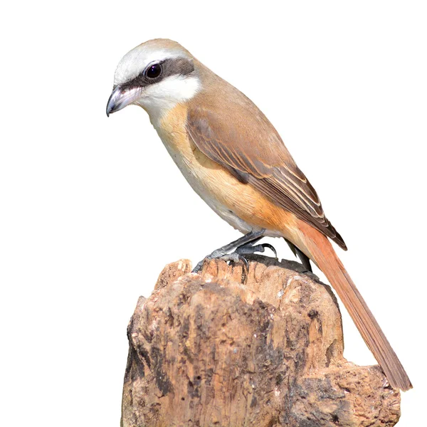 Καφέ shrike πουλί — Φωτογραφία Αρχείου