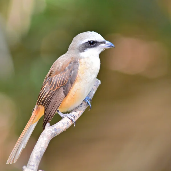 Καφέ shrike πουλί — Φωτογραφία Αρχείου