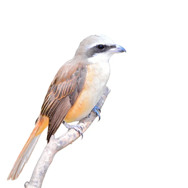 Pasăre maro Shrike — Fotografie, imagine de stoc