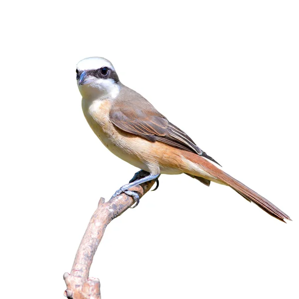 Ptak Dzierzba brązowa — Zdjęcie stockowe