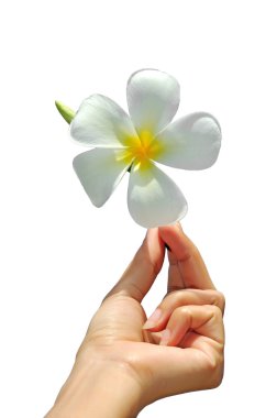 kadın el Frangipani çiçek