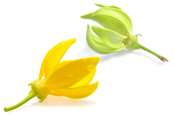 Ylang-ylang blomma — Stockfoto