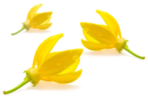 Ylang-Ylang Flower — Stock Photo, Image