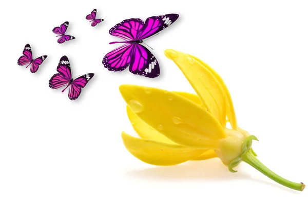Flor com borboleta — Fotografia de Stock