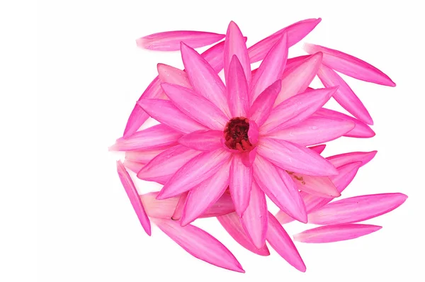 Pink water lily flower — Stock Photo, Image