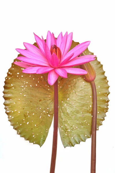 Rosa näckros blomma — Stockfoto