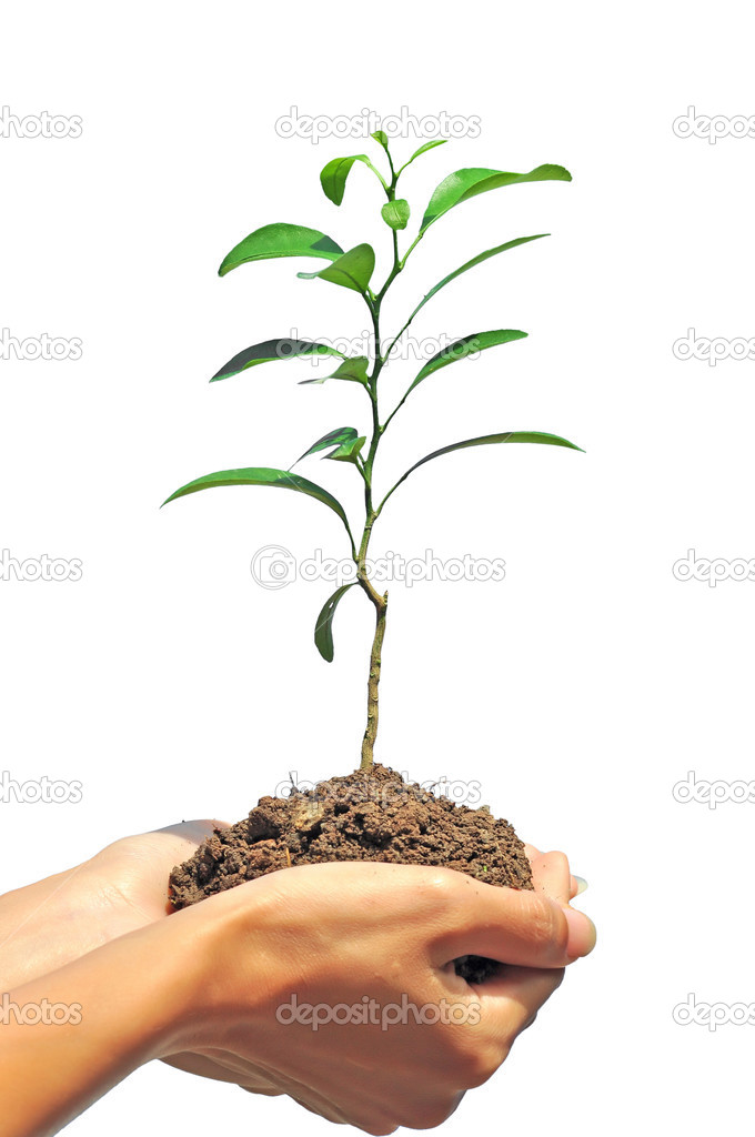 plant in hand