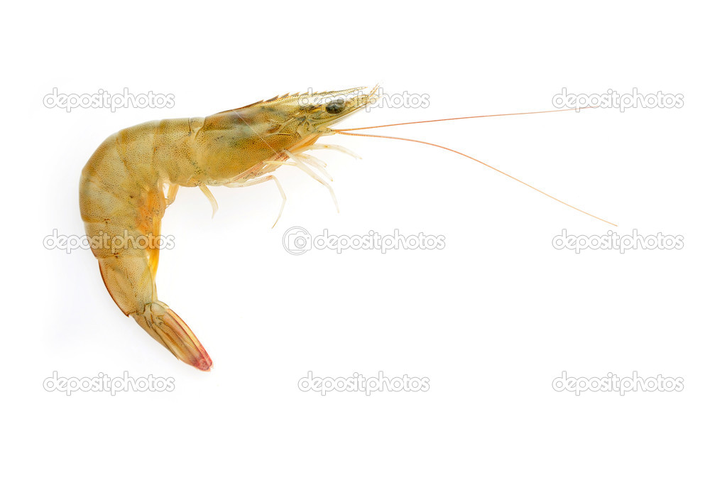 Prawn