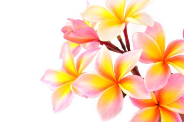 pembe frangipani