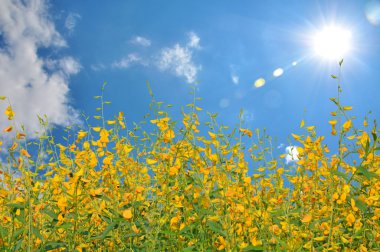 sunhemp 필드