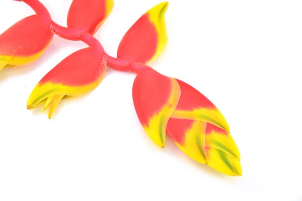 Tropical heliconia flower — Stock Photo, Image