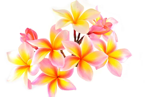 Rózsaszín frangipani — Stock Fotó