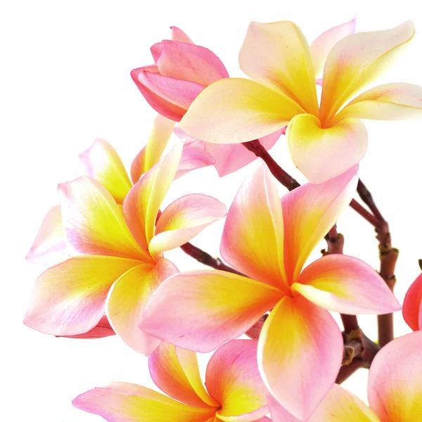 Pink frangipani — Stock Photo, Image