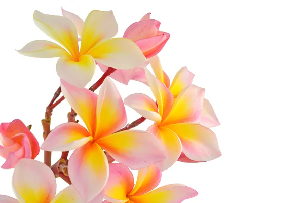 Pink frangipani — Fotografie, imagine de stoc