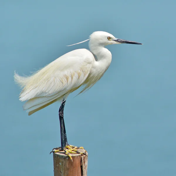 Little egret fågel — Stockfoto