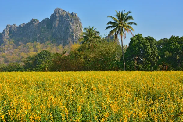 Sunhemp 필드 — Stok fotoğraf