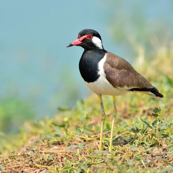 Oiseau à pattes rouges — Photo