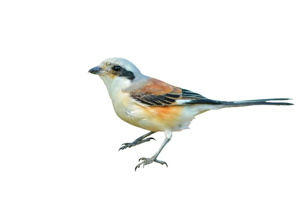 Rotrückenwürgervogel — Stockfoto