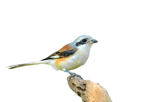 Pasăre Shrike susținută de Bay — Fotografie, imagine de stoc