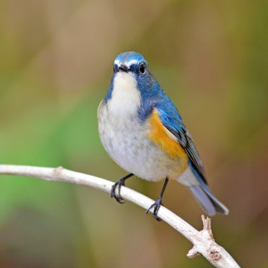 bluetail kırmızı çevrili kuş