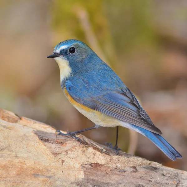 Pájaro de cola azul de flanco rojo —  Fotos de Stock