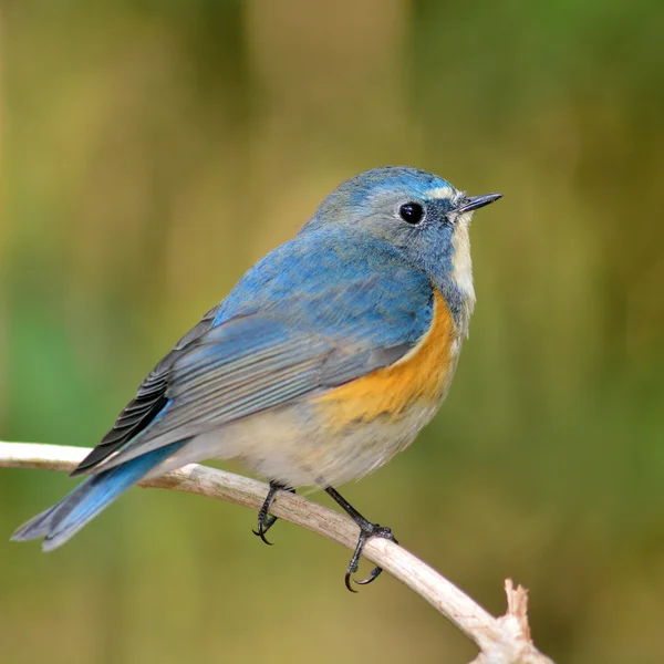 Red-flanked Bluetail bird — Stock Photo, Image