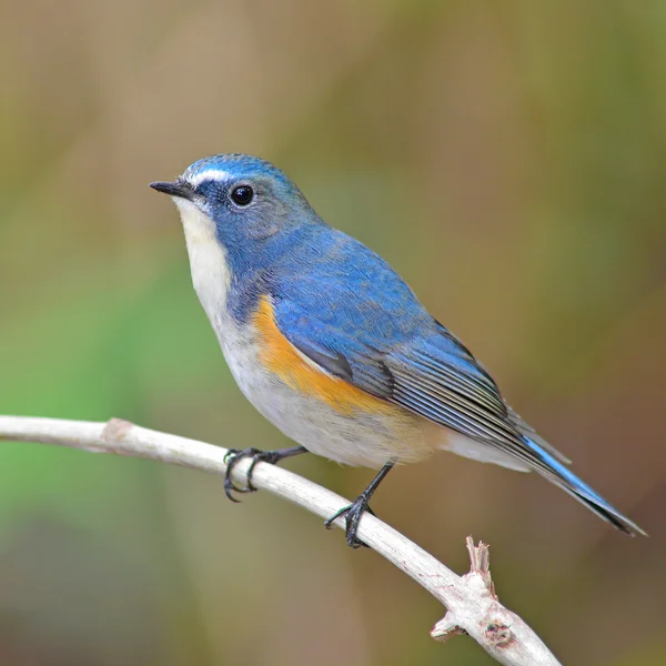 Rotflankenbluetail-Vogel — Stockfoto