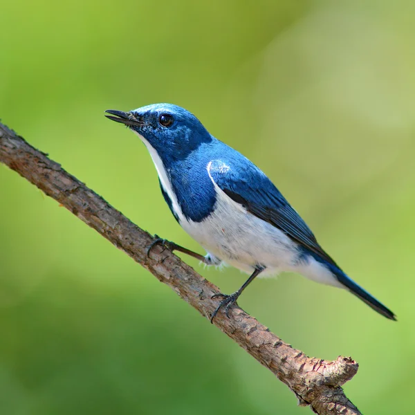 Ultramarijne vliegenvanger vogel — Stockfoto