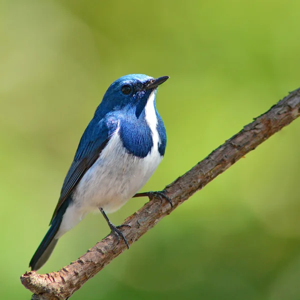 Ουλτραμαρίνη flycatcher bird — Φωτογραφία Αρχείου