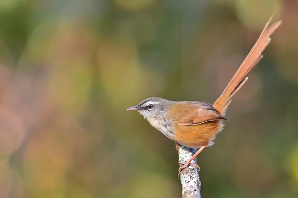 Colina Prinia pássaro — Fotografia de Stock