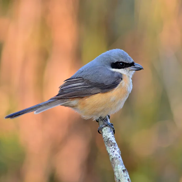 Graurückenwürgervogel — Stockfoto